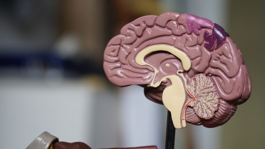 A striking, photorealistic image of a human brain glowing with vibrant colors, surrounded by an array of icons and symbols representing the various cognitive benefits associated with brain health. The brain is depicted in the foreground, with a soft, warm lighting illuminating its intricate folds and structures. In the middle ground, a series of icons and data visualizations illustrate improvements in memory, focus, creativity, and overall brain function. The background features a subtle, blurred landscape, creating a sense of depth and emphasizing the centrality of the brain. The overall composition conveys the idea of a healthy, thriving, and optimized cognitive system, inspiring a sense of wonder and the promise of enhanced mental capabilities. brown brain decor in selective-focus photography