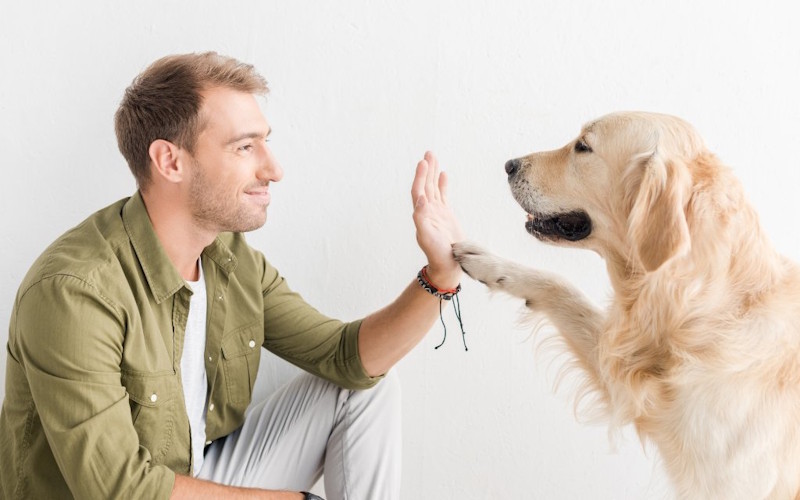Funny dog high five